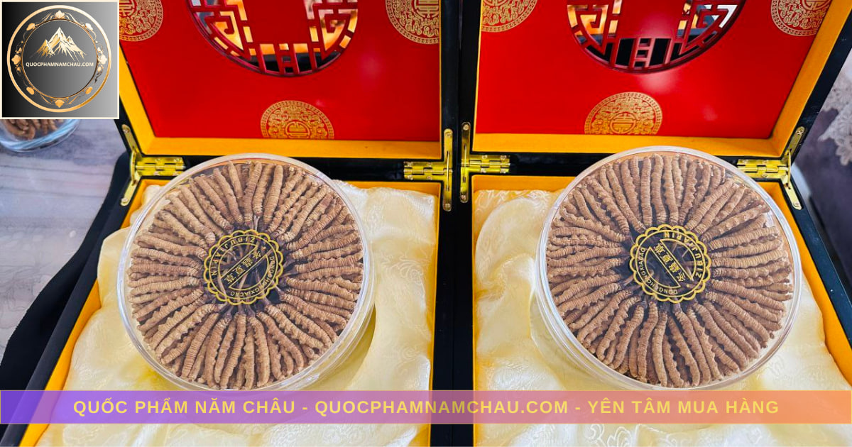 Đông Trùng Hạ Thảo Tây Tạng – Vùng Na Khúc – Loại 30 con 10g