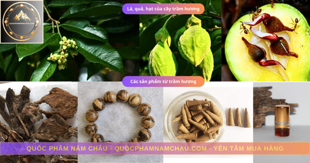 Cây trầm hương